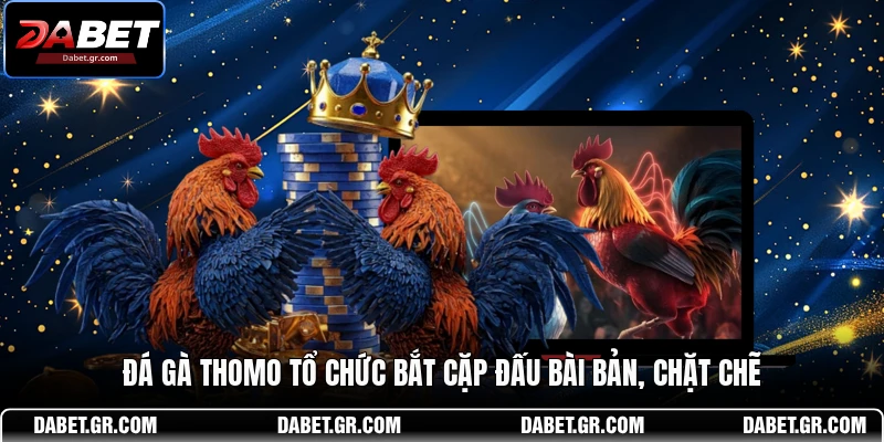 Đá gà Thomo tổ chức bắt cặp đấu bài bản, chặt chẽ