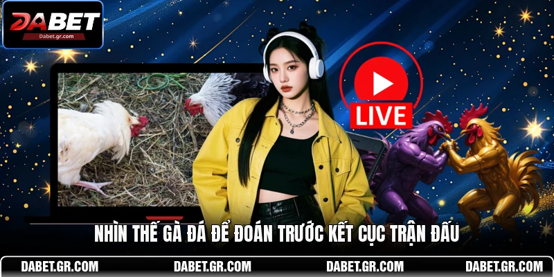 Nhìn thế gà đá để đoán trước kết cục trận đấu