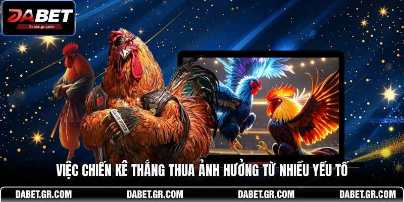 Việc chiến kê thắng thua ảnh hưởng từ nhiều yếu tố